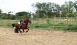 Caball al galope